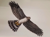 Hawk detail