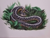 Garder snake detail